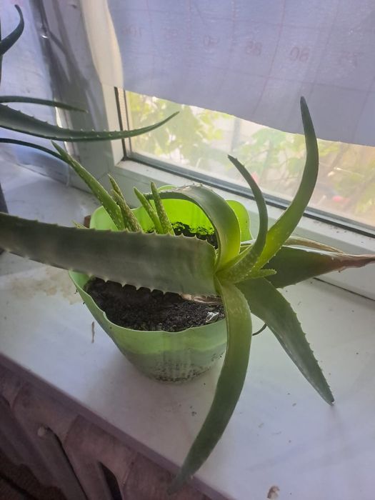 Алоэ Вера много летния