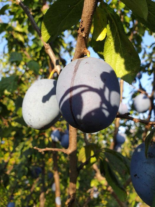 Vand prune din gradina, zona Reghin