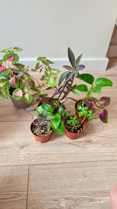 Продам излишки разных растений