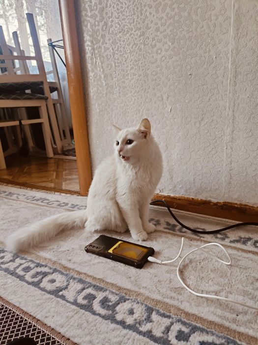 Ангора 7-8месяцев мальчик