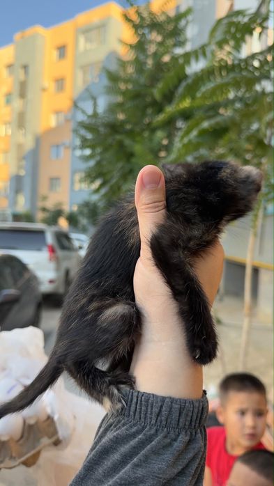 Котенок  девочка отдам беслатно