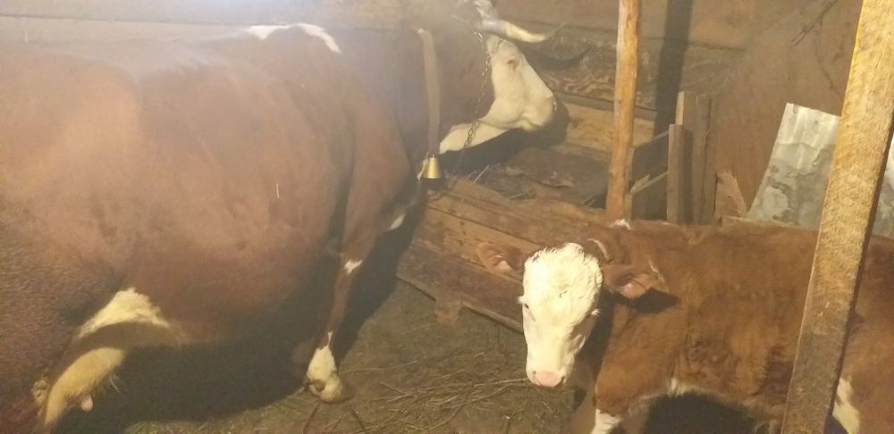 Vând vacă de 10 ani cu vițel