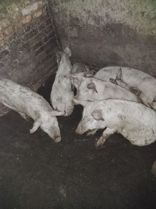 Продам свиней живьем