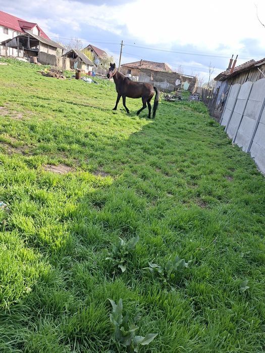 Iapa de vânzare cu căruță prețu la telefon