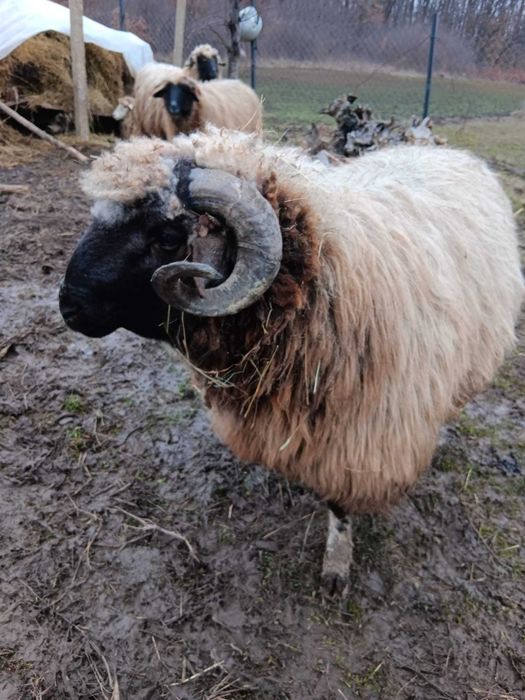 Berbec tanar de un an