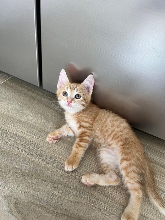 Котёнка отдам в добрые руки.