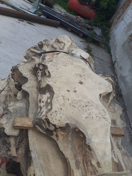 Blat blana Plop bubos uscat ideal masa cafea  semiprelucrat.