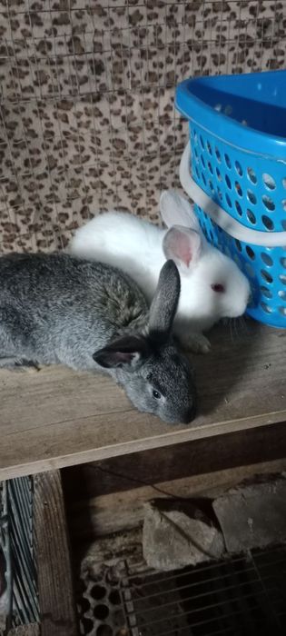 quyonnla bor Ota bola