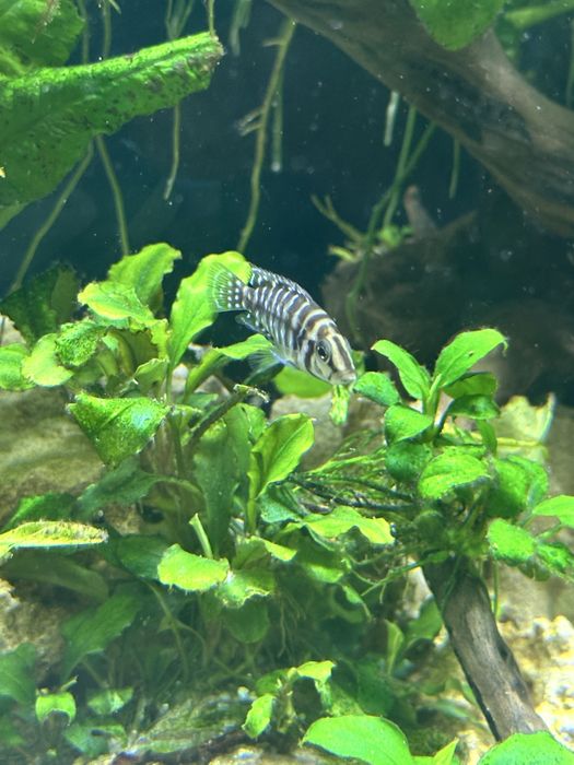 Альтолампрологус Кальвус