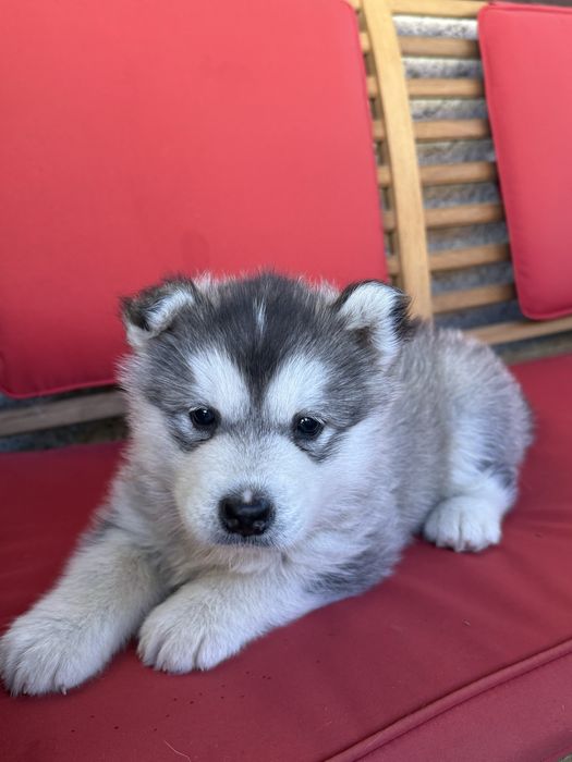 Cățelușă Husky Siberian – 6 săptămâni