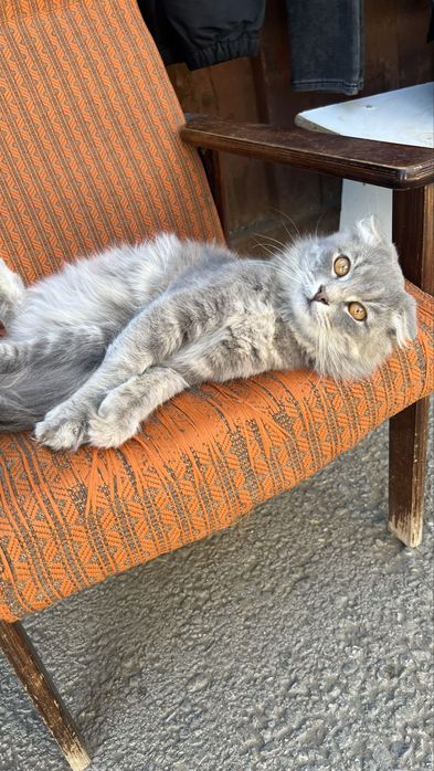 Кот в Добрые руки