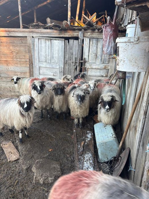 Oi Țurcane de vânzare