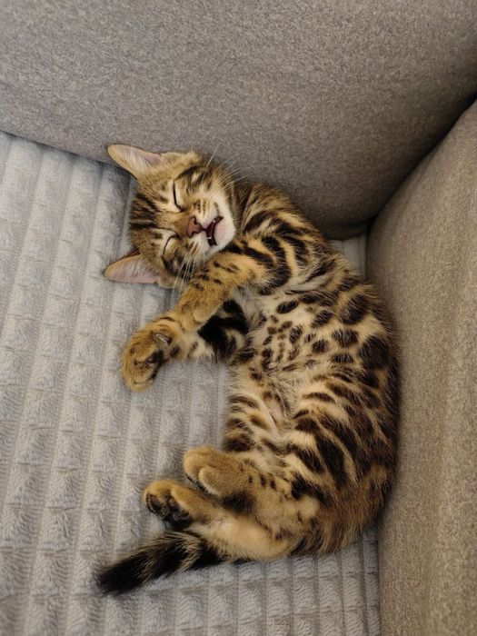 Котята бенгальские