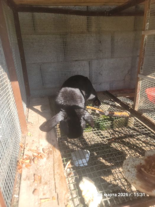 Кролик великан 1