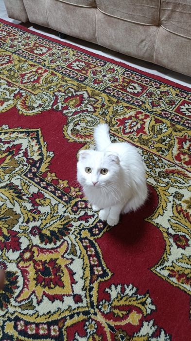 Отдам за хорошую руку