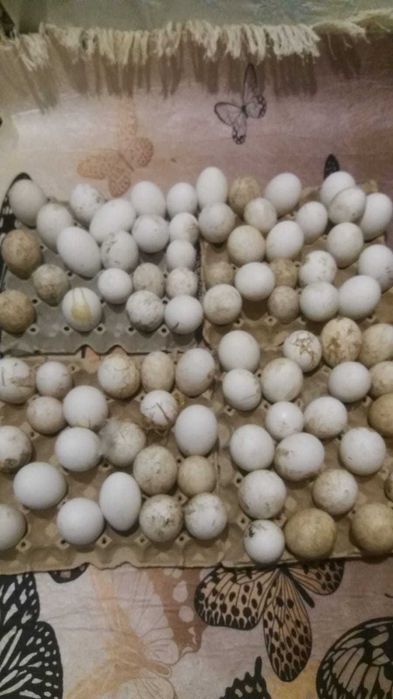 Răsaduri profesionale 2026  solarii/gradină. Ouă pt incubat și păsări