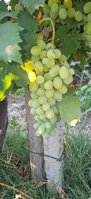 Продавам десертно и винено грозде