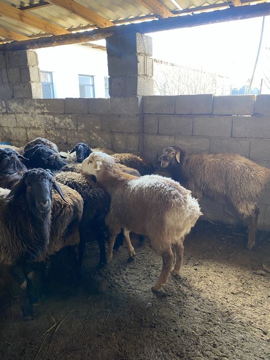 13 бас токты сатылады