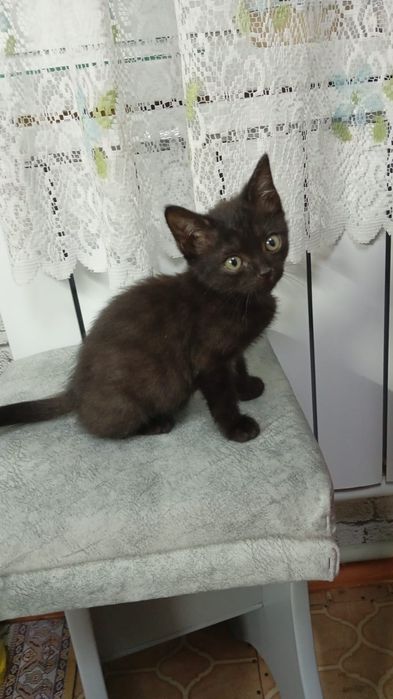 Отдам в добрые руки кошечку