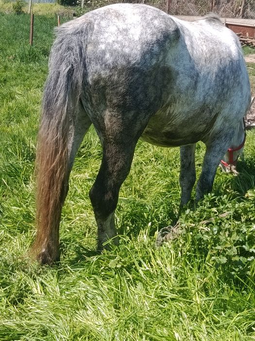 Iapa de vanzare cal castrat de vanzare