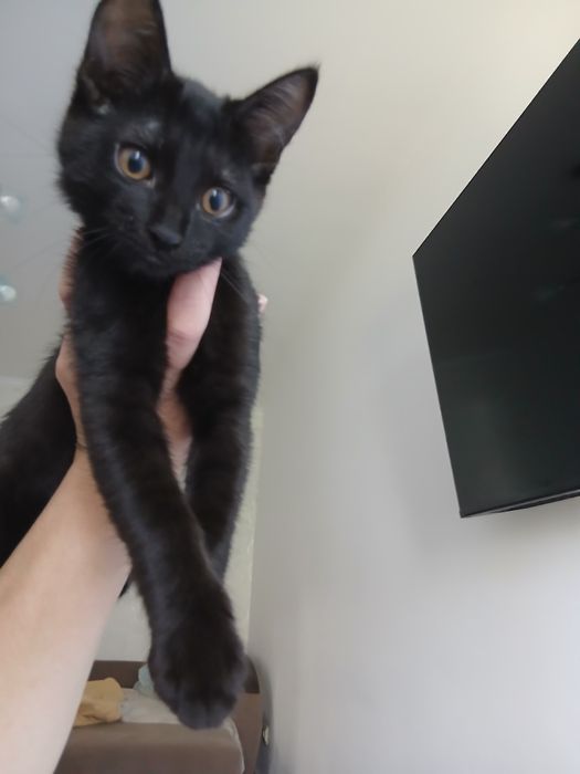 Котята и кошка в добрые руки