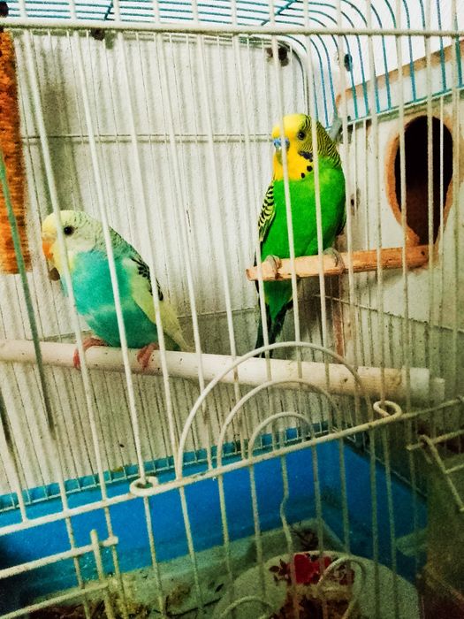 Valnisti tayyor parla sotiladi