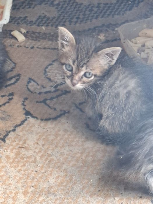 Отдам котят в добрые руки.