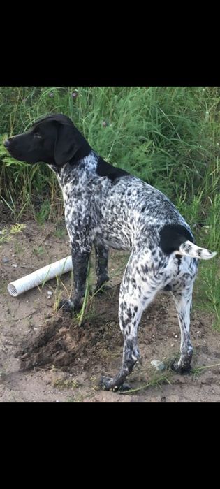 Курцхаар щенки метисы со спанилькой.