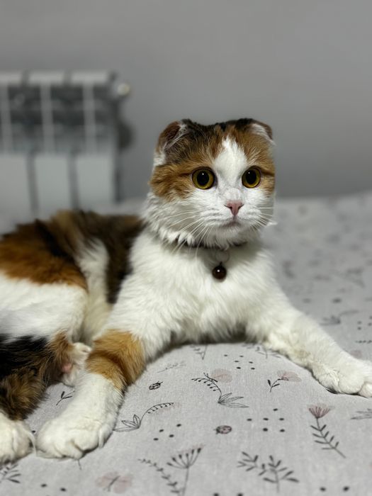 кошечка ищет новых хозяев