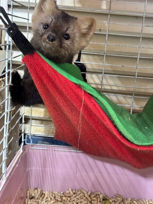 Соболь девочка экзотика