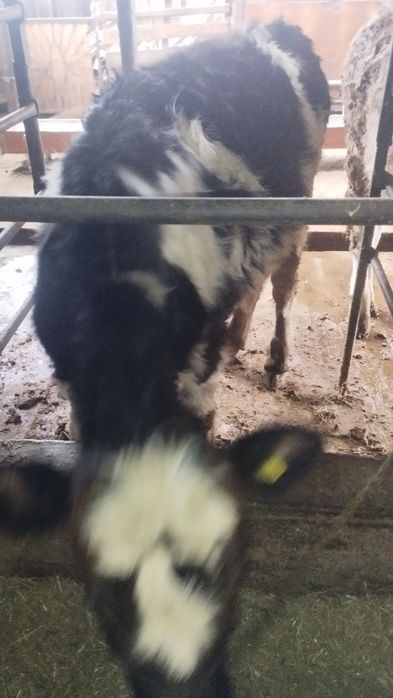 Продам бычков выгыдна