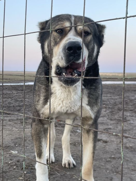 Кушик тер сатылады 1 ай енди болады