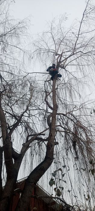 Спил деревьев от 5000 тг