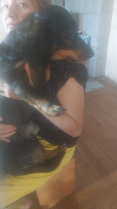 Такса 7 лет ищим