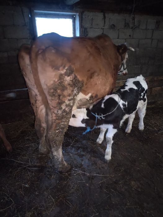 Vind 2 vaci cu vutei