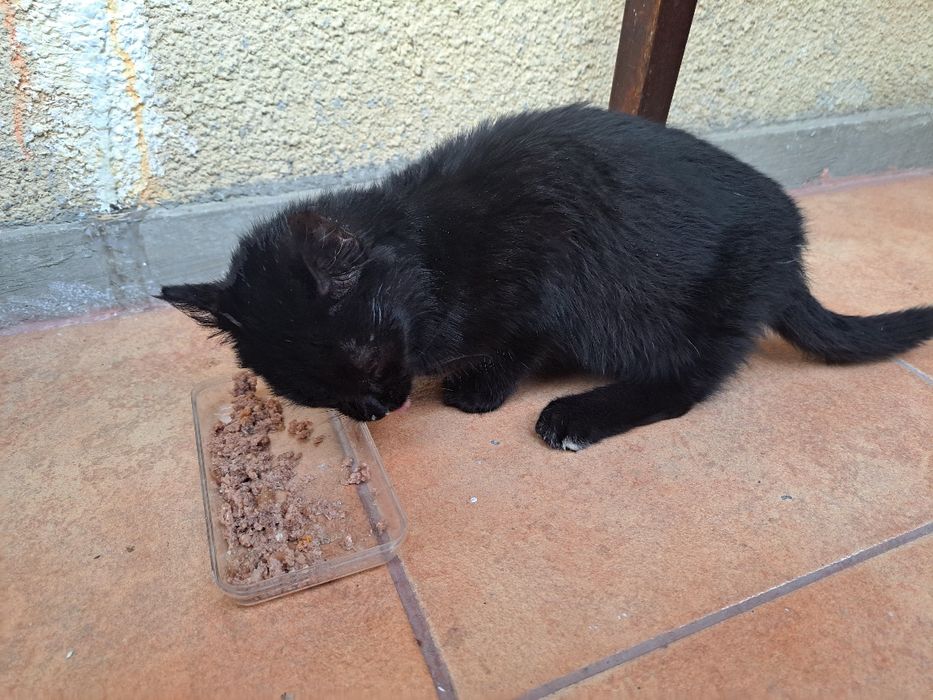 Motanel spre adoptie