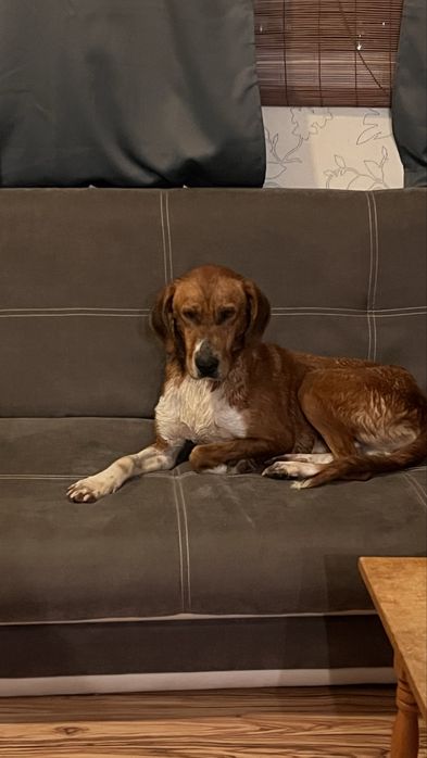 Ръсти търси любящ дом