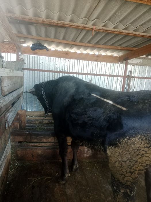 Продам бычка стоит на откорме