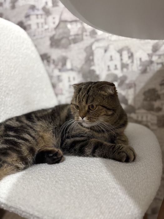 Отдам в хорошие руки кошечку