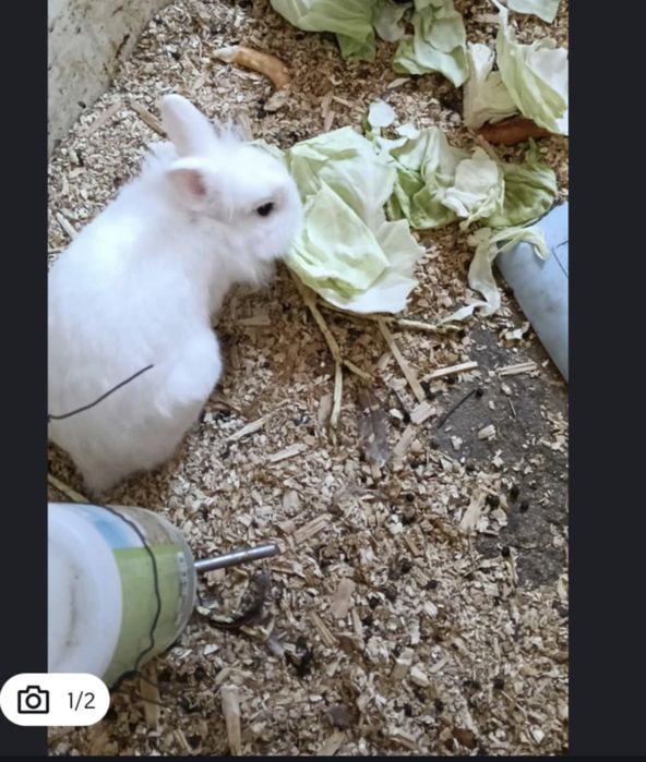 Se vinde mascul cap de leu sau schimb cu femela