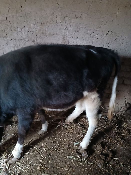 Tana sotiladi.  oladigan baraka topadi.