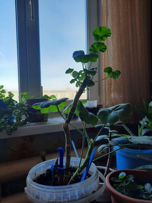 Цветы домашние разные