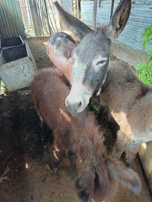 Продаю по даговору