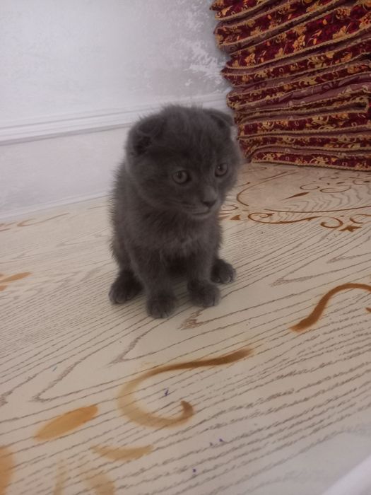 Zotdor britanskiy mushuk bolasi