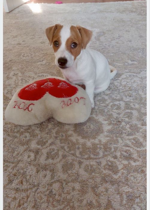 Продам щенка Джек Рассел терьер