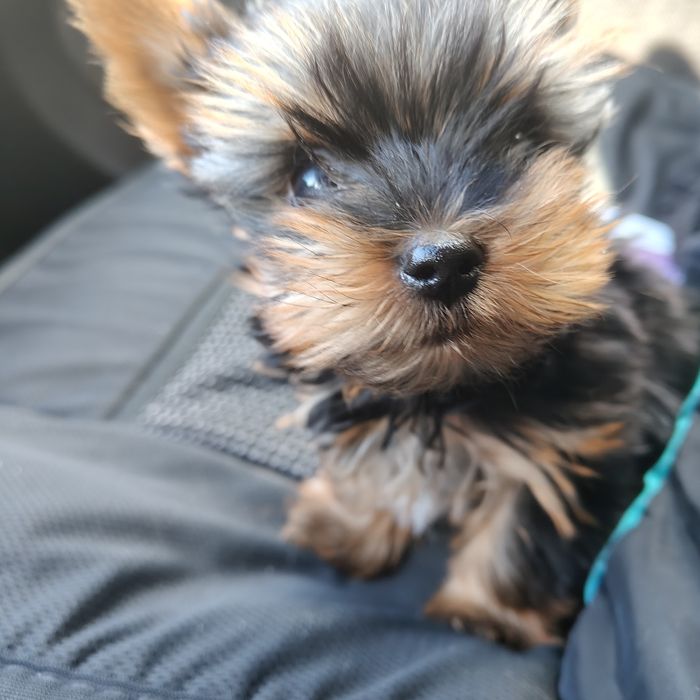 Йоркширски териер