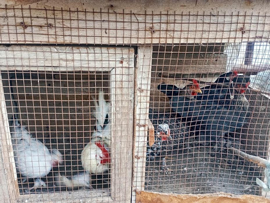 Yaponka tovuq oylalari