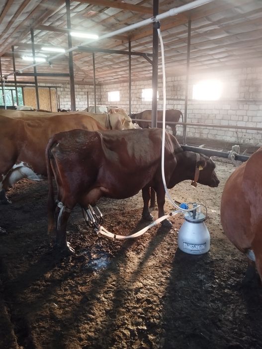 Продается дойная корова 5 головы