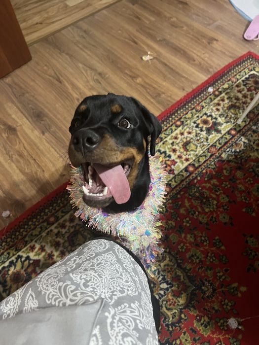 Ротвейлер 6 месяцев, девочка