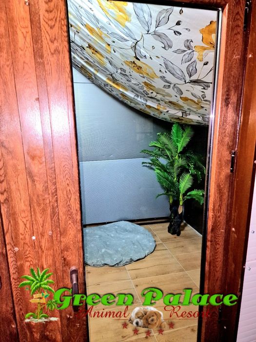 Pensiune Câini și pisici Iași